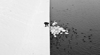© Marcin Ryczek (Polen): A Man Feeding Swans in the Snow / GRID2014 International Photography Biennial, Amsterdam