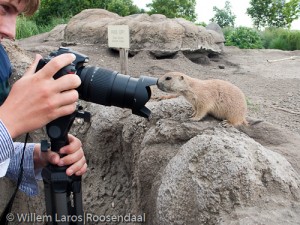 Foto: Willem Laros | Fotowedstrijd dierentuin Rotterdam