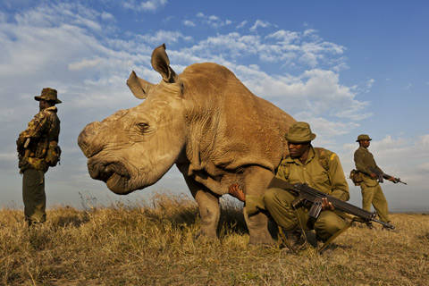 Brent Stirton / Getty Images Reportage - EOS 5D Mk II. Ol Pejeta Conservancy, Kenia – 13 juli 2011