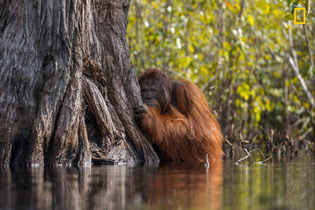 Jayaprakash Joghee Bojan, Face to face in a river in Borneo. National Geographic Nature Photographer of the Year 2017